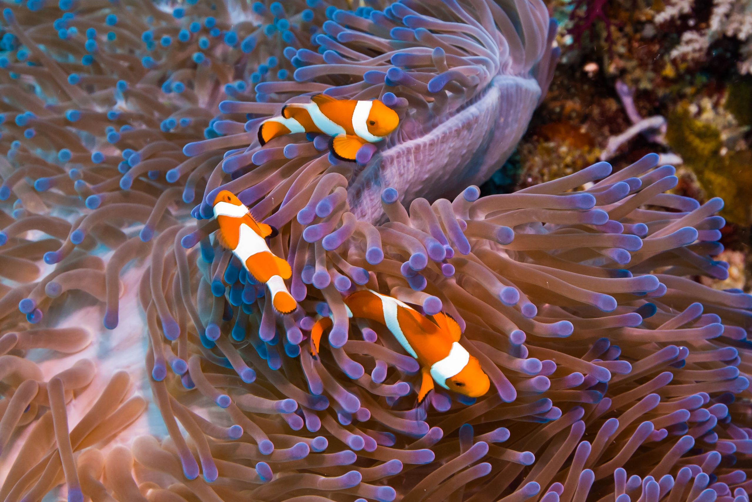 334:365 alt Nemo by Brent Schnarr