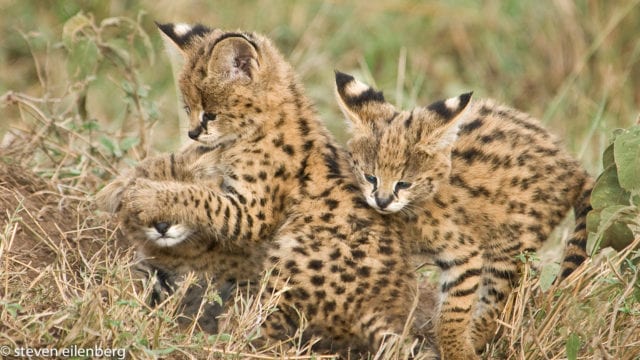 Serval kittens. Kenya 2007