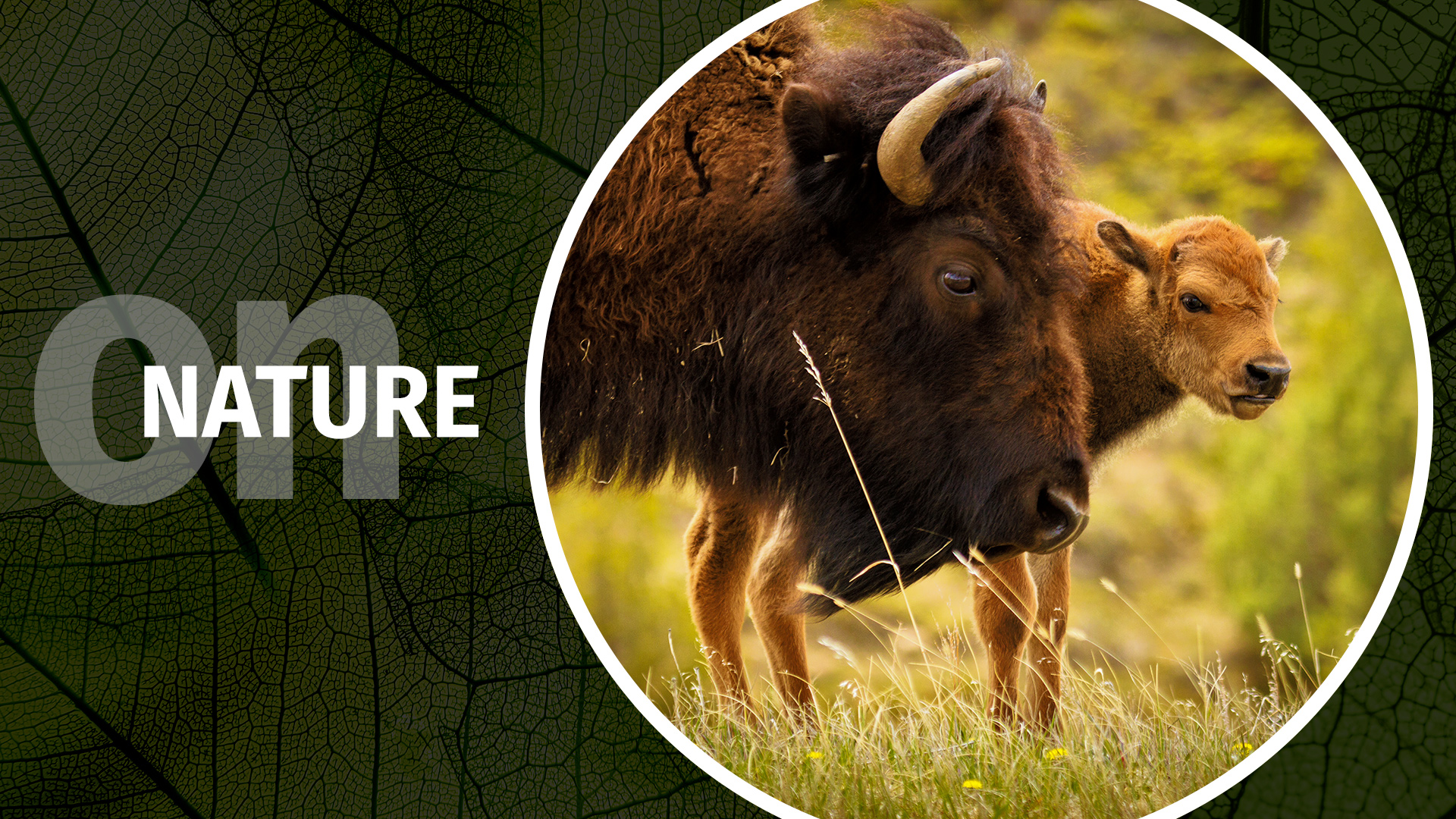 FEATURED-wildlife-movingwildlife FEATURED-wildlife-movingwildlife