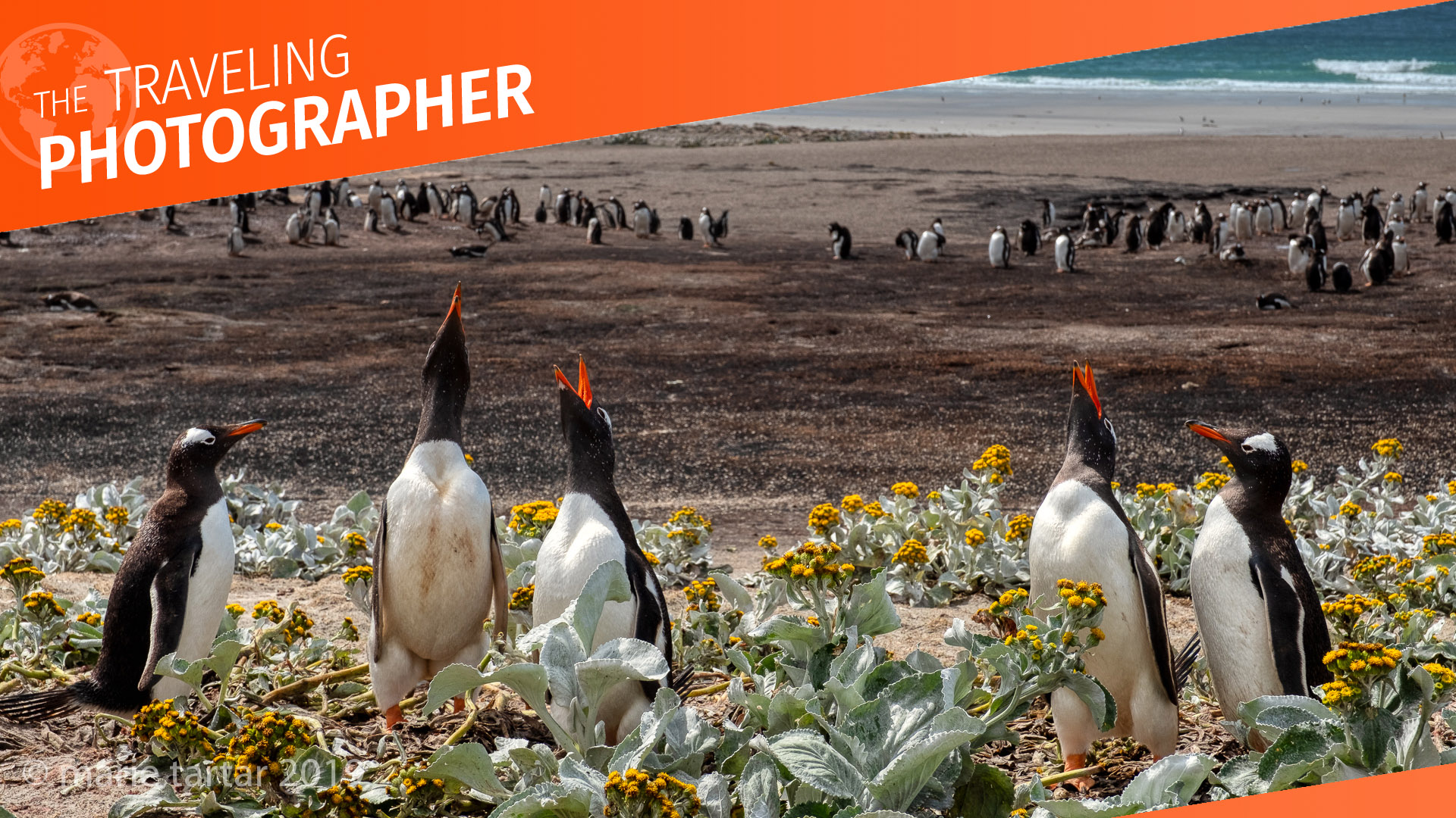 Gentoo penguins recognize each other by their distinctive calls on a beach in the Falkland Islands.