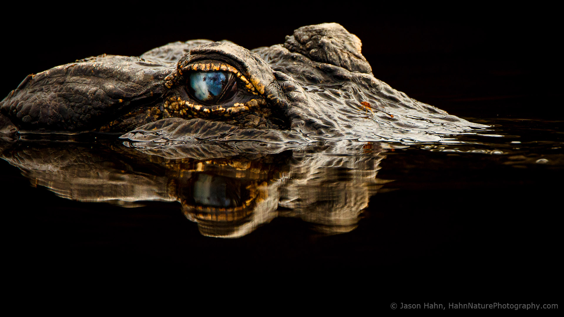 An alligator raises his head at the Myakka River State Park.