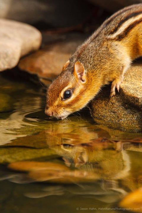 Eastern chipmunk having a drink. There were a bunch of these guys running around, I think this is the longest one of them sat still for a photo.