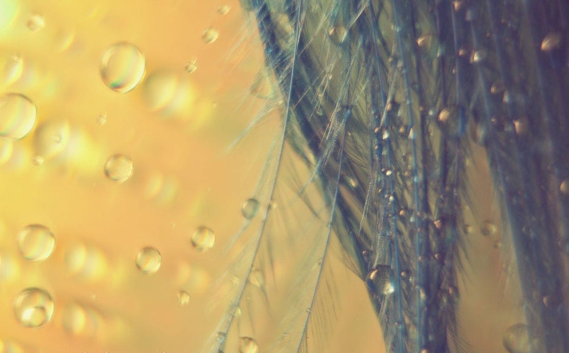 backgrounds macro photography feather water drops