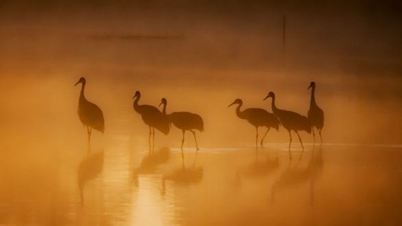 bird photography in the early moning fog