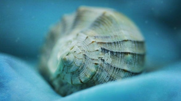 macro seashell