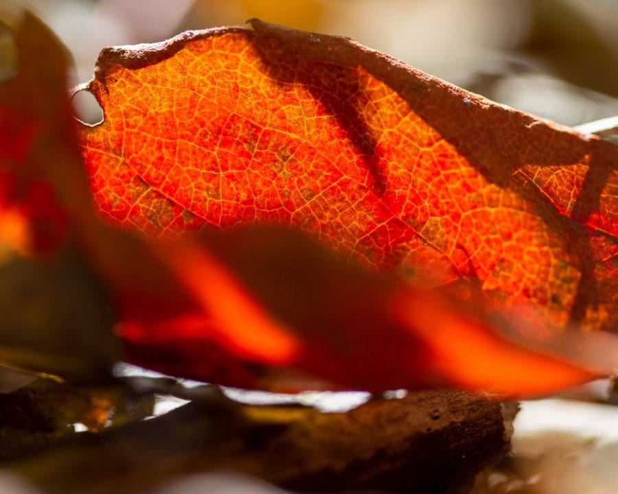 red fall leaf macro photo