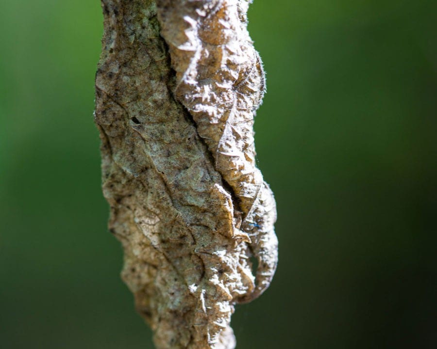 dried curled leaf macro photo
