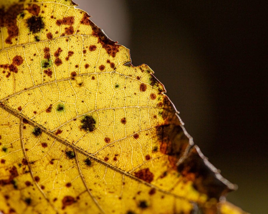 yellow fall leaf macro photo