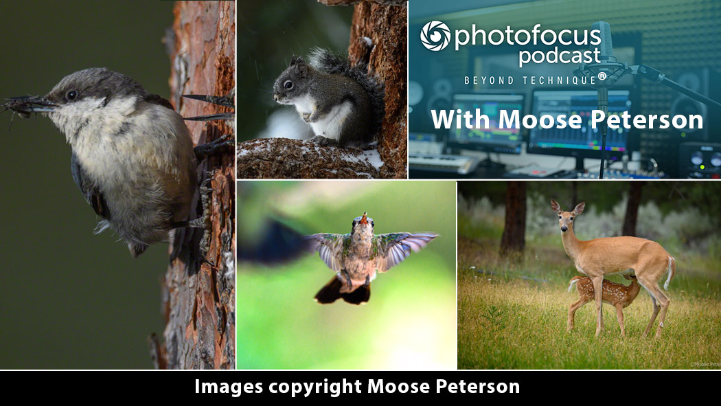 Images Copyright Moose Peterson