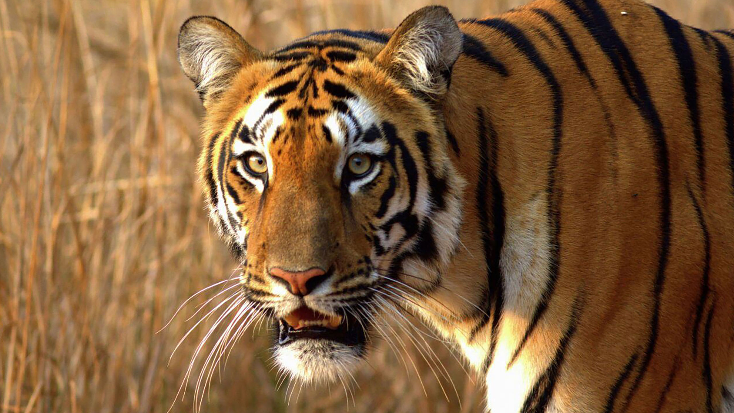 Sushma-Mishra-Tiger-Featured-image