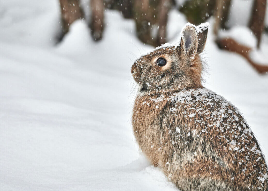 week bunny in snow