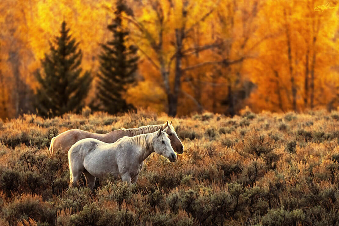 week horses in fall