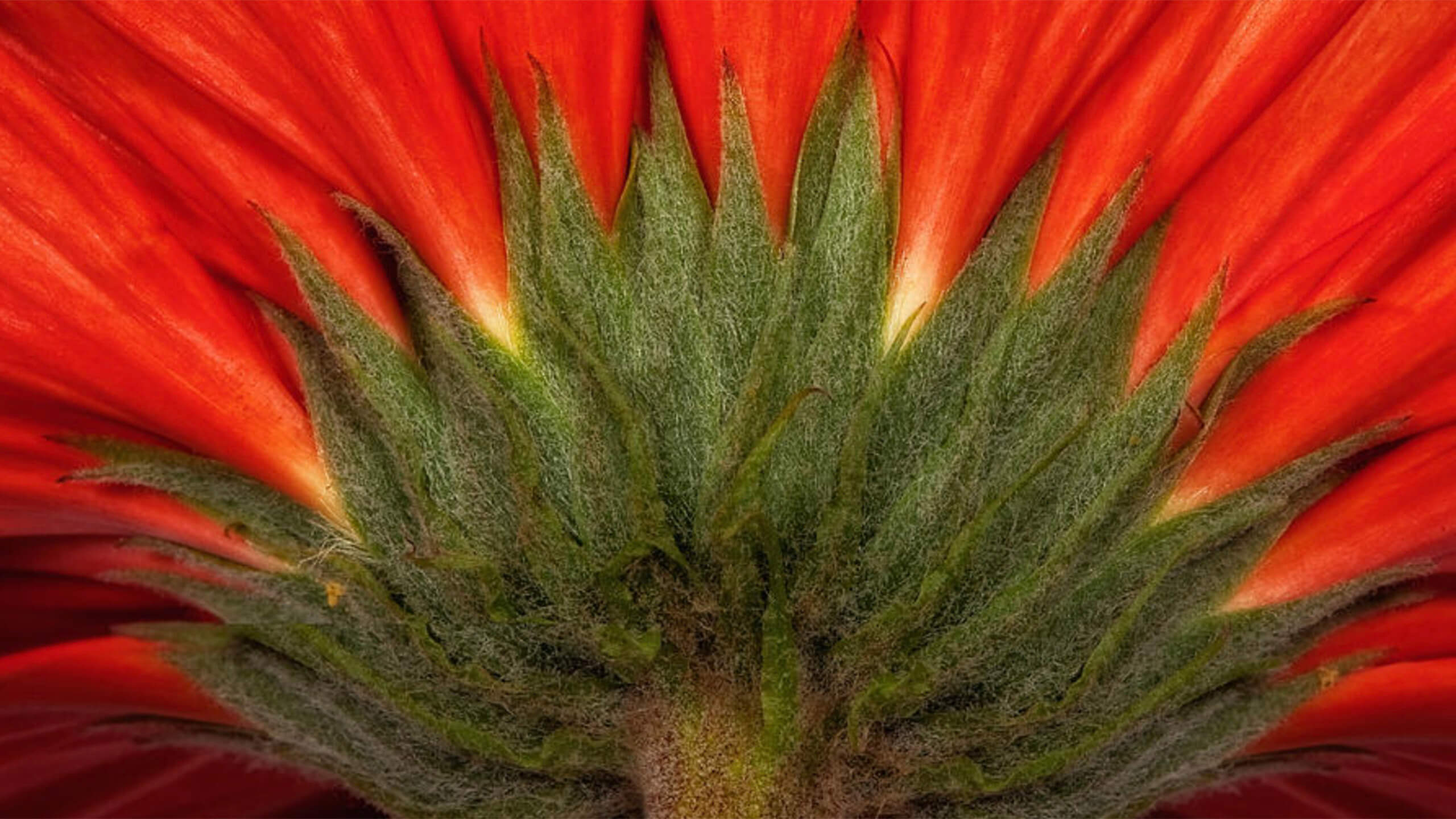 Screen-Shot-red-gerber-daisy-coates-2560p
