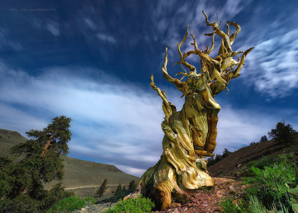 Ancient Bristlecone Pine Forest, CA USA. This photo was featured in National Geographic Books and Westways Magazine.