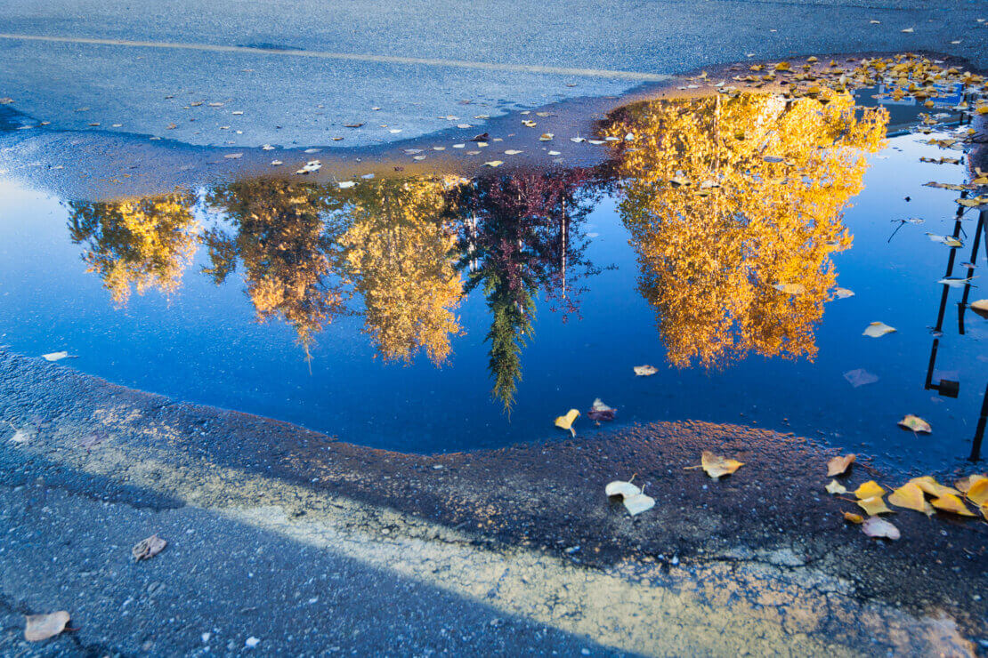 puddle reflection of trees Alaska